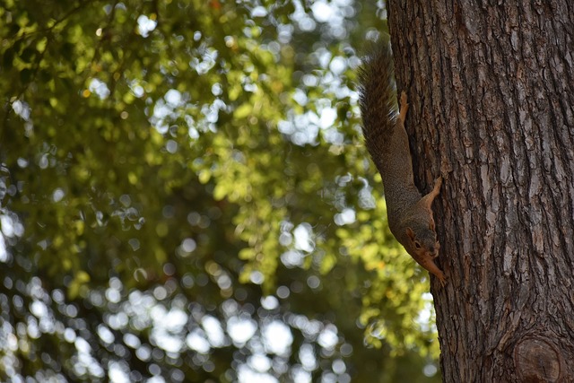 萨拉赫的精 萨拉赫的精