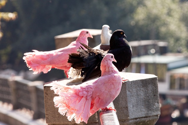 比赛中逆袭 比赛中逆袭